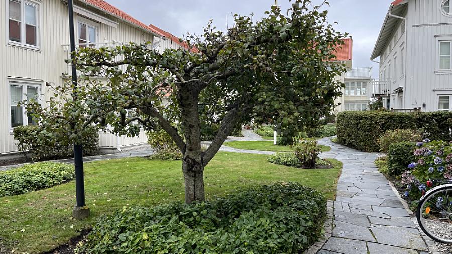 Äppelträd under särkild behandling