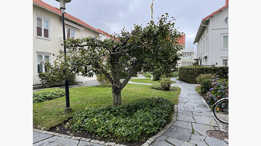 Äppelträd under särkild behandling