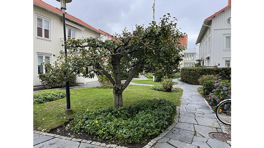 Äppelträd under särkild behandling